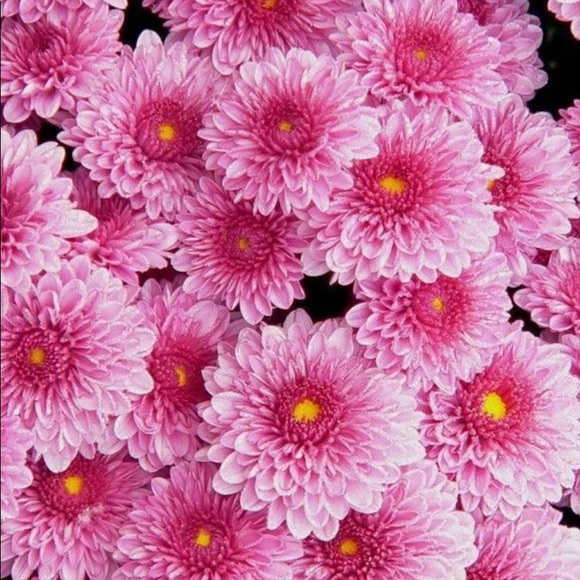 Meet your Posher, Jordan - Picture 1 of 1